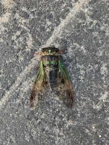 An adult cicada with wings takes the most of the image. The bug and wings have brown, gold, and green stripes. The cracks in the road have sand in them. There's a diagonal crack running from the left to top right of the image.