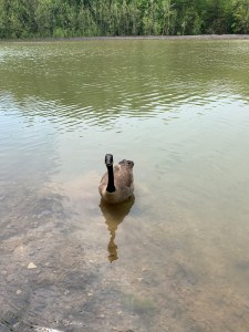 A Canada goose at the center, staring directly at the camera. A shallow lake, the water is green, the other side with trees is visible