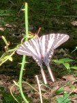 A black and yellow striped butterfly with long tails, perched on a long green stem. There's leaf litter and green woods in the background