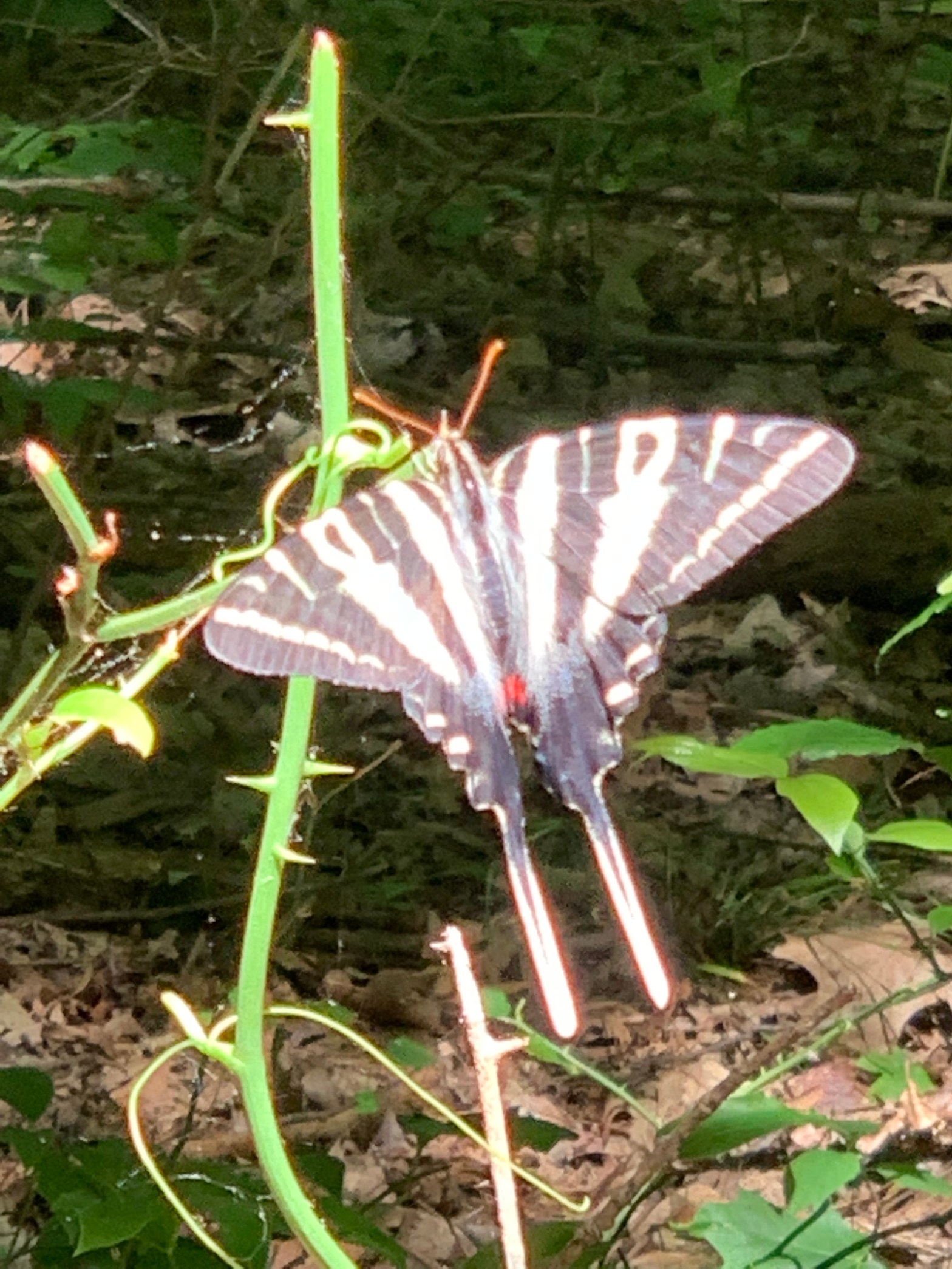 A black and yellow striped butterfly with long tails, perched on a long green stem. There's leaf litter and green woods in the background