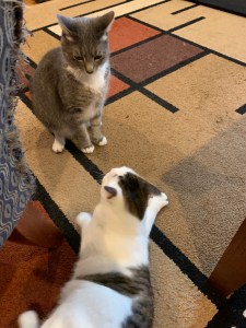 One white cat in the foreground laying down, another cat, grey, facing the viewer. They both have their ears back in a threatening pose.
