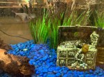 a fish tank with blue stones at the bottom, a tree branch on the left, green fake plants in the back, and a treasure chest on the right. There's a snail crawling on the tank. There is a fish in the water behind.