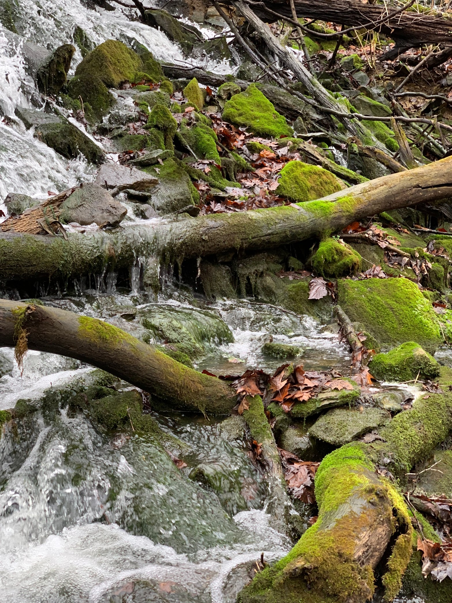 a small stream falling over moss-covered rocks and branches