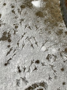 There's a light dusting of snow and lots of pairs of bird footprints in the snow.