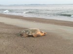 A loggerhead sea turtle on the beach heading toward the water