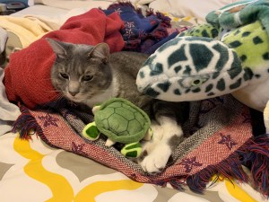 A grey cat surrounded by two stuffed turtles, one large and one small. The cat is on a red blanket