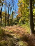 the entrance to woods. There are young trees on either side and grasses in front. It is fall - leaves are yellow, some trees are already bare. The sky is blue and the sun is shining.