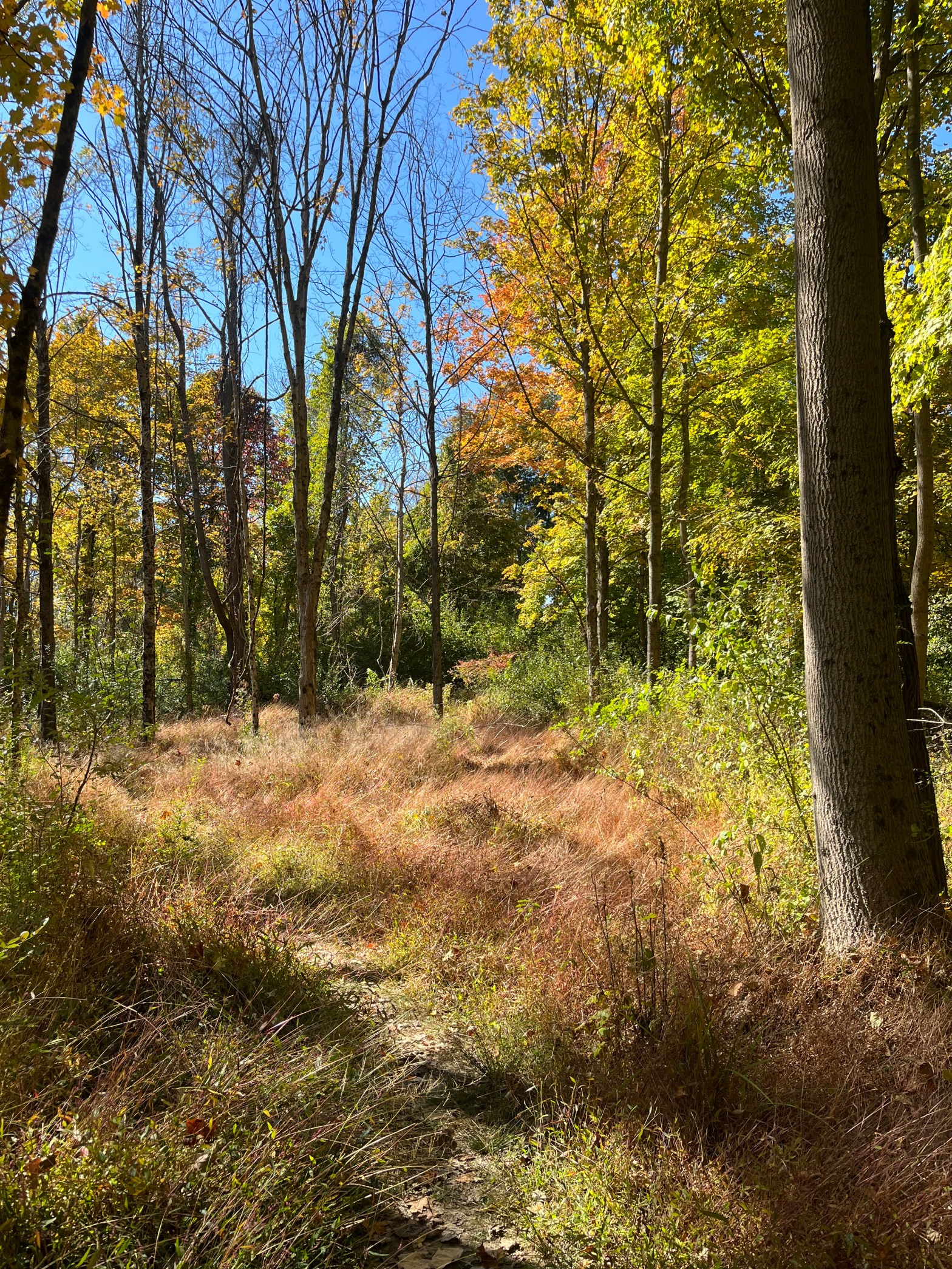 the entrance to woods. There are young trees on either side and grasses in front. It is fall - leaves are yellow, some trees are already bare. The sky is blue and the sun is shining.