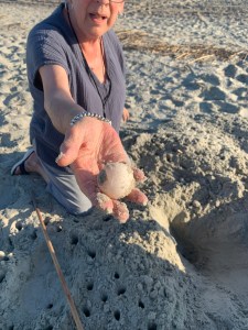 A Tybee turtle grandma. A older woman is kneeling in the sand with an outstretched hand holding a turtle egg the side and roundness of a ping pong ball.
