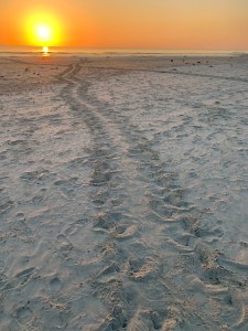 Sunrise on the beach. There are turtle tracks in the foreground in the sand.