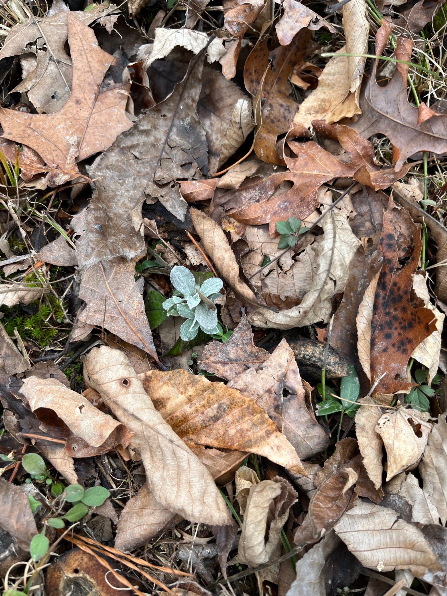 tiny green plants growing between dried leaves.