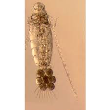 A clear, oblong body with antennae. At one end is a clutch of eggs that are darker balls.