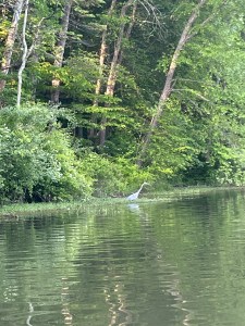 A blue heron stands at the edge of the lake, the trees behind it have full green leaves on it.