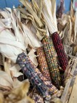 ears of multicolor corn